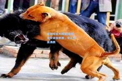 爱游戏官方网站|体育竞技紧张刺激，令人热血沸腾